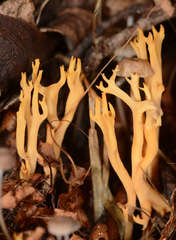 Ramaria lorithamnus