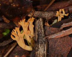 Ramaria lorithamnus