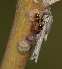 Solenopsis