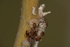 Solenopsis