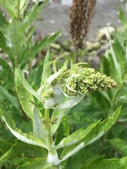 Artemisia suksdorfii