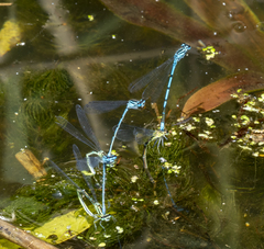Coenagrion puella