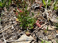 Rumex acetosella