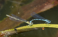 Coenagrion puella