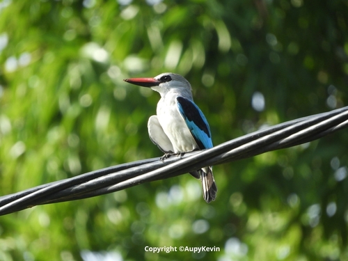 iNaturalist image