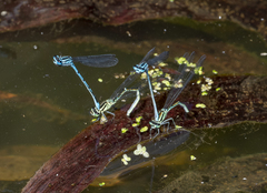 Coenagrion puella