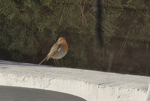 European Robin