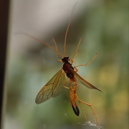 Opheltes glaucopterus