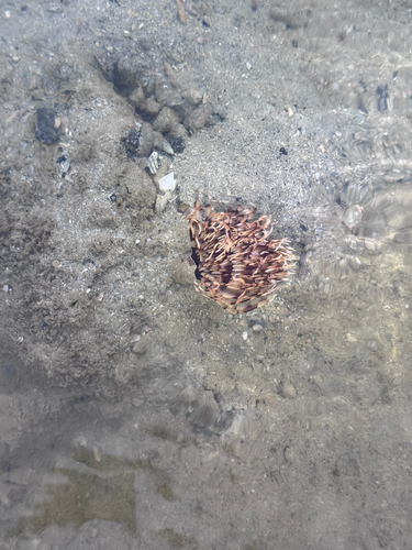 Sabellastarte spectabilis observed 2026-09-30