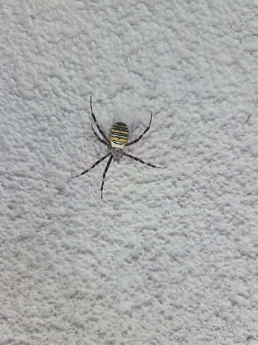 Wasp Spider