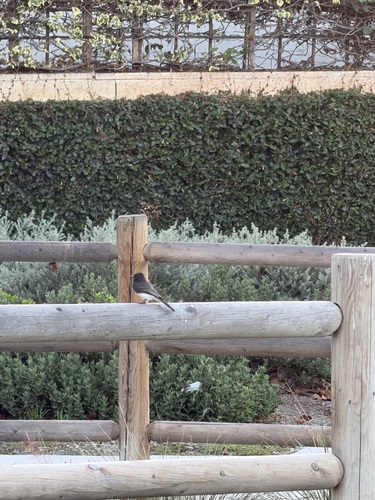 Black Phoebe