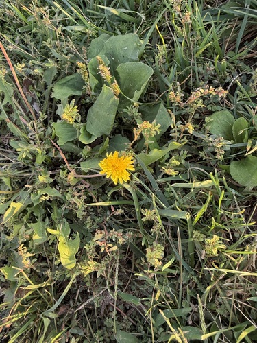 common dandelion