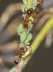 Solenopsis