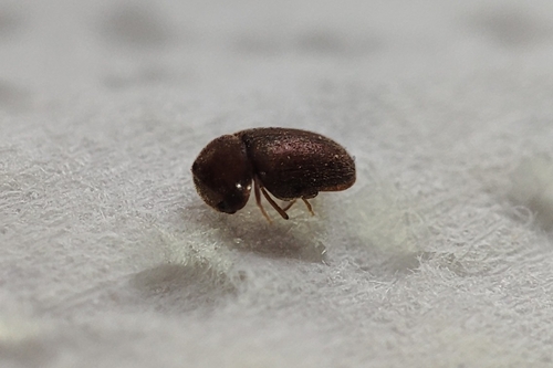 Lasioderma serricorne, 2026-09-29