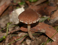 Psathyrella pennata