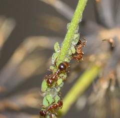 Solenopsis