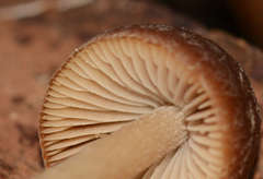 Psathyrella pennata