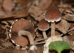 Psathyrella pennata