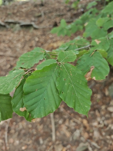 European beech