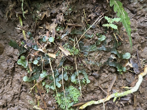 Dumortiera hirsuta observed 2026-09-23