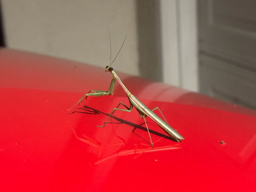Arizona Mantis