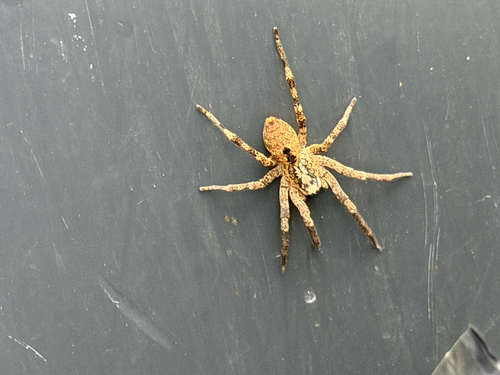 Mediterranean Spiny False Wolf Spider