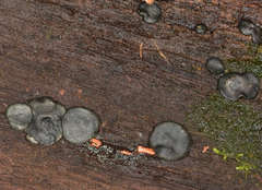 Trichoderma lixii
