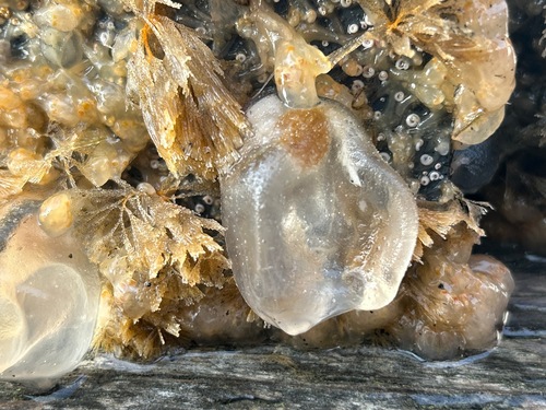 Icy Tunicate