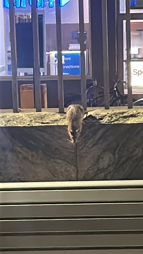 Rat photographed near here on 2026-10-01