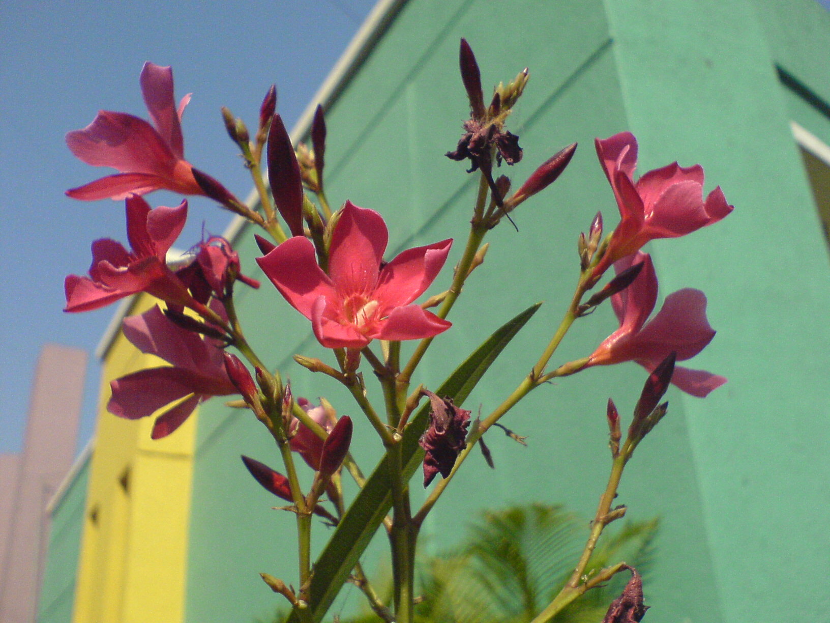 Nerium oleander L.