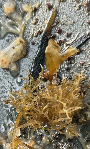 Rockweed