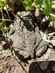 Anaxyrus americanus charlesmithi