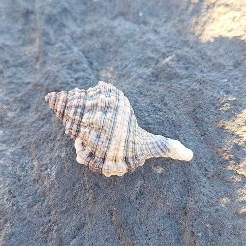 Gutturnium muricinum observed 2026-10-01