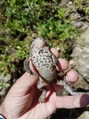 Anaxyrus americanus charlesmithi