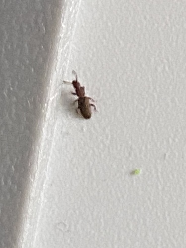 Oryzaephilus surinamensis, 2026-10-01