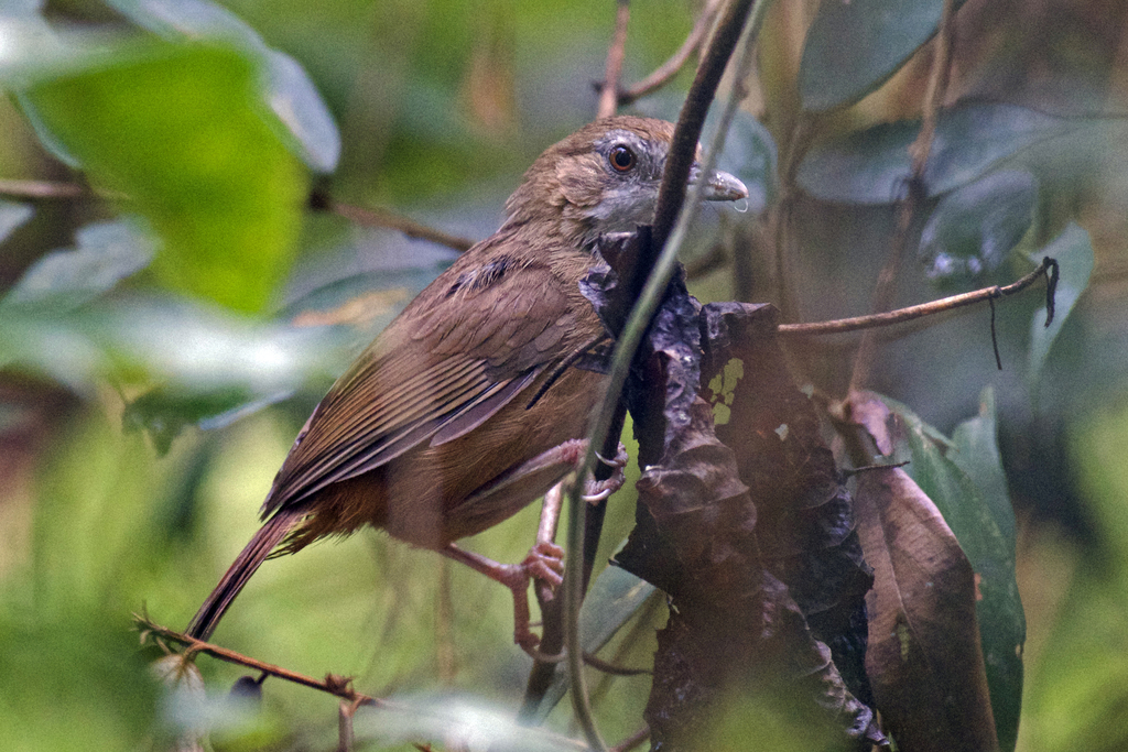 Abbott's Babbler