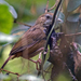 Abbott's Babbler - Photo (c) Vijay Anand Ismavel, some rights reserved (CC BY-NC-SA), uploaded by Dr. Vijay Anand Ismavel MS MCh