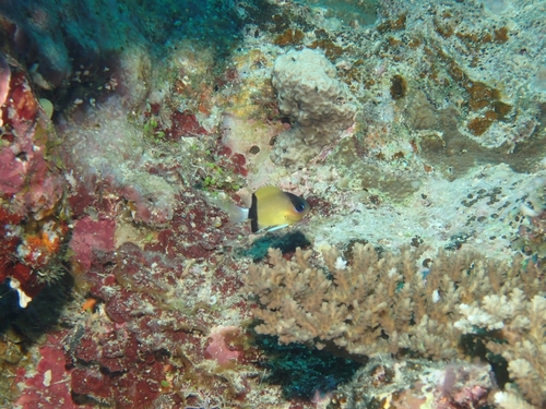 Chromis retrofasciata observed 2026-09-30