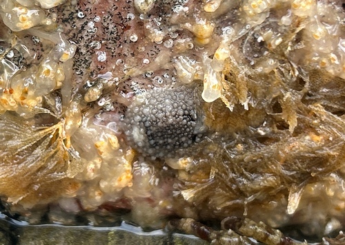 barnacle-eating dorid