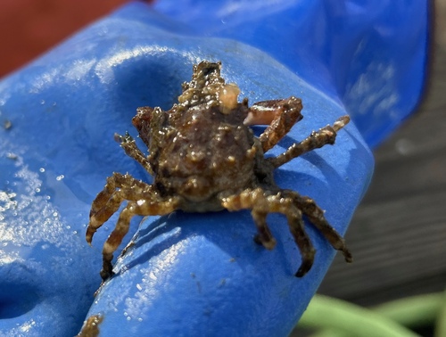 Graceful Kelp Crab