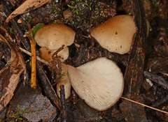 Hohenbuehelia clelandii