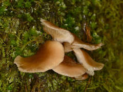 Hohenbuehelia clelandii