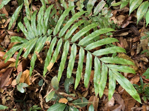 Blechnopsis finlaysoniana observed 2026-04-05