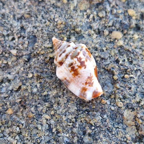 Strombus mutabilis observed 2026-10-01