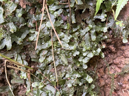 Dumortiera hirsuta observed 2026-09-23