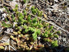 Sedum acre