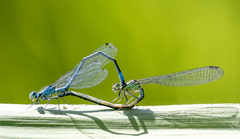 Coenagrion puella
