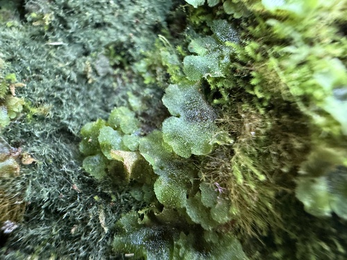 Dumortiera hirsuta observed 2026-09-23