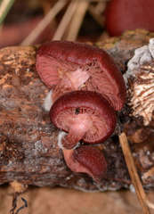 Tubaria rufofulva