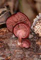Tubaria rufofulva